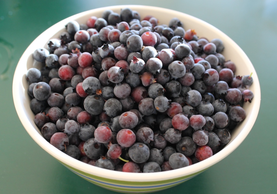 Wild blueberries from Maggie & Charlie Marcoux's  Cedar Lake cottage